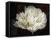 Double White Tulip-Cora Niele-Framed Stretched Canvas