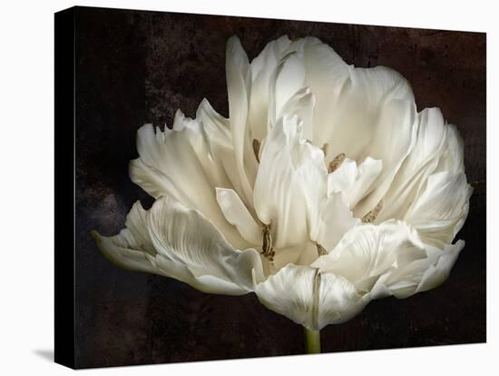 Double White Tulip-Cora Niele-Stretched Canvas