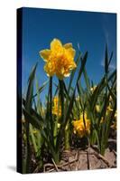 Double Yellow Daffodils-Ivonnewierink-Stretched Canvas