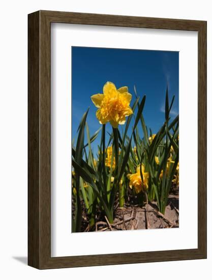 Double Yellow Daffodils-Ivonnewierink-Framed Photographic Print