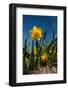 Double Yellow Daffodils-Ivonnewierink-Framed Photographic Print