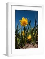 Double Yellow Daffodils-Ivonnewierink-Framed Photographic Print