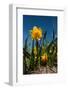 Double Yellow Daffodils-Ivonnewierink-Framed Photographic Print