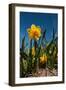 Double Yellow Daffodils-Ivonnewierink-Framed Photographic Print