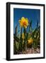 Double Yellow Daffodils-Ivonnewierink-Framed Photographic Print