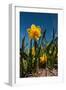 Double Yellow Daffodils-Ivonnewierink-Framed Photographic Print