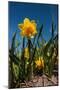 Double Yellow Daffodils-Ivonnewierink-Mounted Photographic Print