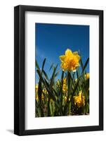 Double Yellow Daffodils-Ivonnewierink-Framed Photographic Print