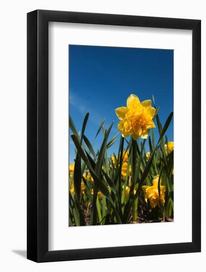 Double Yellow Daffodils-Ivonnewierink-Framed Photographic Print