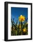 Double Yellow Daffodils-Ivonnewierink-Framed Photographic Print