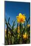 Double Yellow Daffodils-Ivonnewierink-Mounted Photographic Print