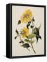 Double Yellow Hibiscus, circa 1800-null-Framed Stretched Canvas