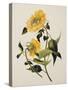 Double Yellow Hibiscus, circa 1800-null-Stretched Canvas