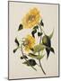 Double Yellow Hibiscus, circa 1800-null-Mounted Giclee Print