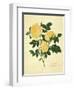 Double Yellow Rose-Mary Lawrence-Framed Art Print