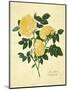 Double Yellow Rose-Mary Lawrence-Mounted Art Print