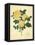 Double Yellow Rose-Mary Lawrence-Framed Stretched Canvas