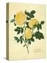 Double Yellow Rose-Mary Lawrence-Stretched Canvas