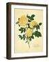 Double Yellow Rose-Mary Lawrence-Framed Art Print