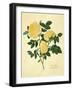 Double Yellow Rose-Mary Lawrence-Framed Art Print