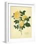 Double Yellow Rose-Mary Lawrence-Framed Art Print