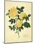 Double Yellow Rose-Mary Lawrence-Mounted Art Print