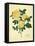 Double Yellow Rose-Mary Lawrence-Framed Stretched Canvas