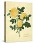 Double Yellow Rose-Mary Lawrence-Stretched Canvas