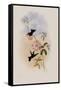 Doubleday's Hummingbird, Circe Doubledayi-John Gould-Framed Stretched Canvas