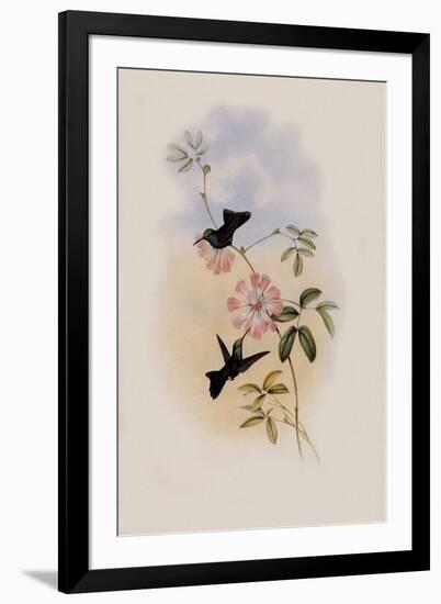 Doubleday's Hummingbird, Circe Doubledayi-John Gould-Framed Giclee Print