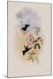Doubleday's Hummingbird, Circe Doubledayi-John Gould-Mounted Giclee Print