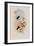 Doubleday's Hummingbird, Circe Doubledayi-John Gould-Framed Giclee Print