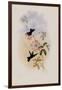 Doubleday's Hummingbird, Circe Doubledayi-John Gould-Framed Giclee Print