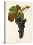 Douce Noire Grape-J. Troncy-Stretched Canvas