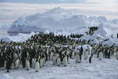 Gentoo Penguins-Doug Allan-Photographic Print