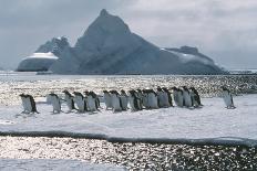 Emperor Penguins-Doug Allan-Framed Photographic Print