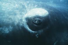 Southern Right Whale's Eye-Doug Allan-Photographic Print