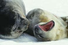 Gentoo Penguins-Doug Allan-Photographic Print