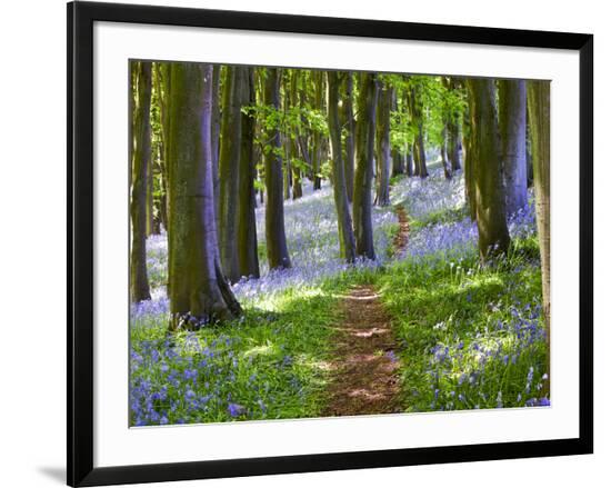 Framed Photographic Print, , large