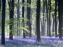 Bluebell Vision-Doug Chinnery-Photographic Print