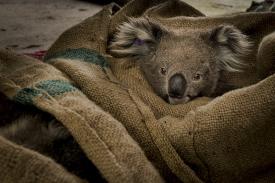 Gimesy Doug Wall Art At Allposters Com