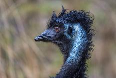 Emu head portrait in rain, Apollo Bay, Victoria, Australia-Doug Gimesy-Photographic Print
