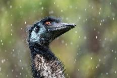 Emu head portrait in rain, Apollo Bay, Victoria, Australia-Doug Gimesy-Photographic Print