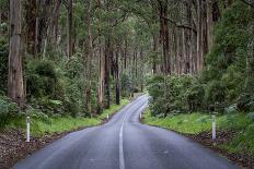 Emu head portrait in rain, Apollo Bay, Victoria, Australia-Doug Gimesy-Photographic Print