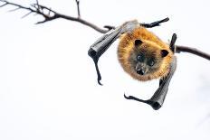 Grey-headed flying-fox in flight, with tongue out, Australia-Doug Gimesy-Framed Photographic Print