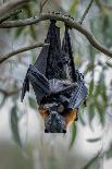 Grey-headed flying-fox in flight, with tongue out, Australia-Doug Gimesy-Framed Stretched Canvas