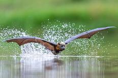 Grey-headed flying-fox in flight, with tongue out, Australia-Doug Gimesy-Framed Photographic Print