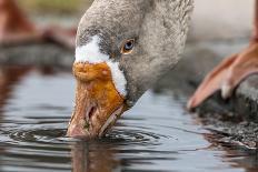 Emu head portrait in rain, Apollo Bay, Victoria, Australia-Doug Gimesy-Photographic Print