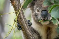 Platypus male, close up of mid portion of tail, Australia-Doug Gimesy-Photographic Print