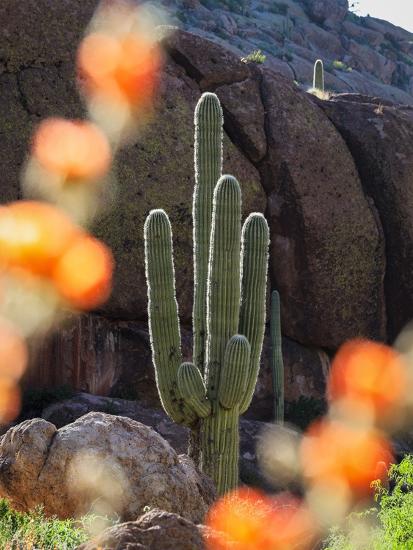 Premium Photographic Print, , large